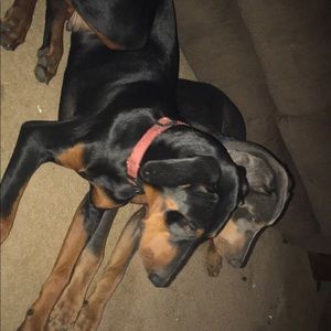 Meet your Posher, Brittany